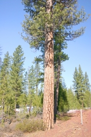 Ponderosa Pine