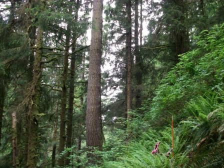 Steep with thick underbrush